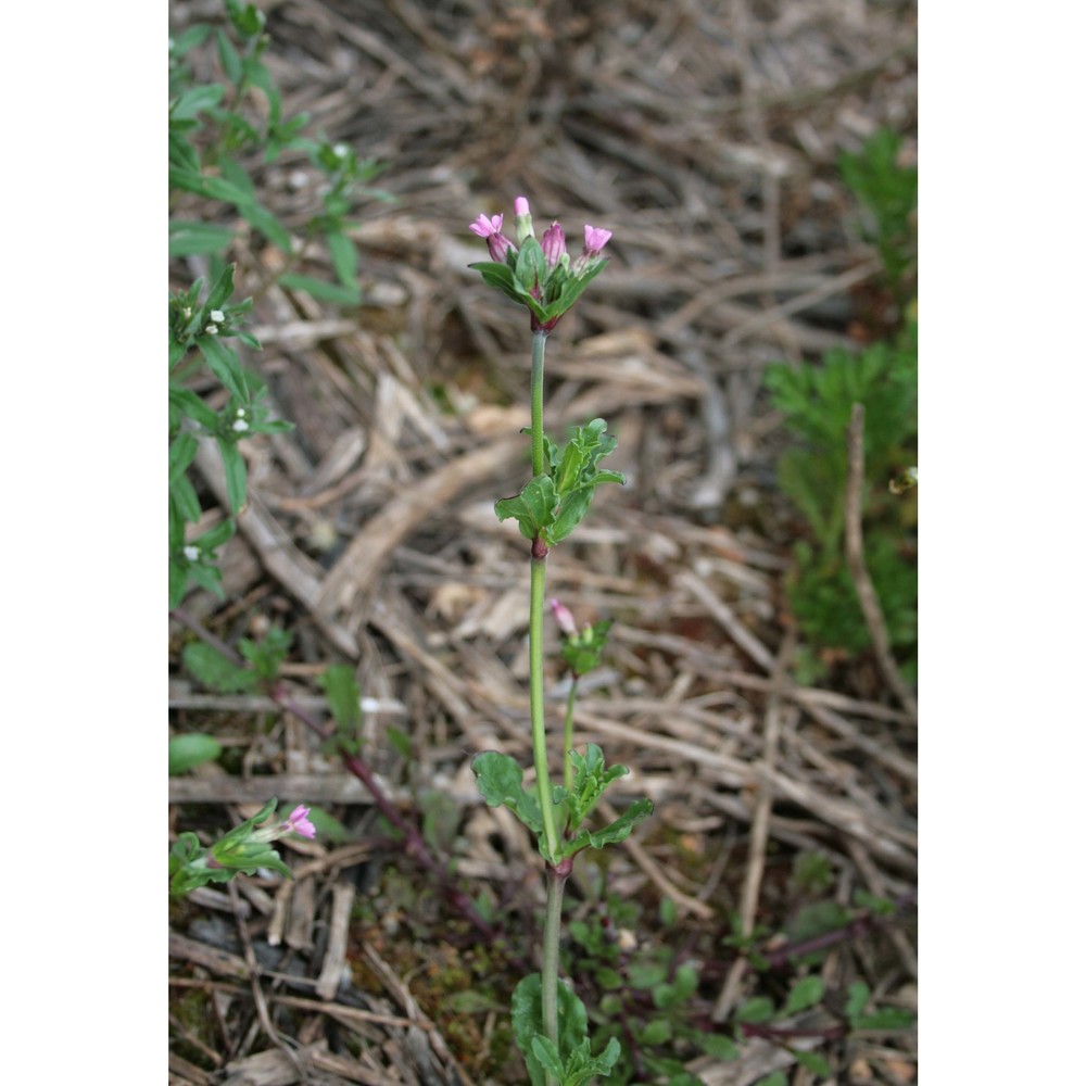 silene diversifolia otth