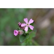 silene diversifolia otth