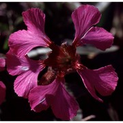 silene elisabethae jan