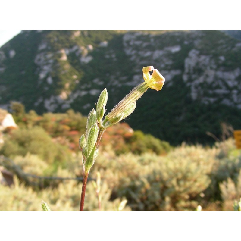 silene fruticosa l.