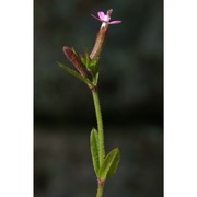 silene fuscata link ex brot.