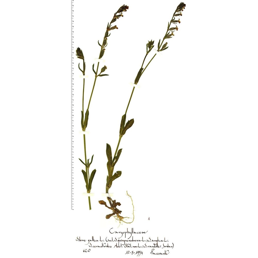 silene gallica l.