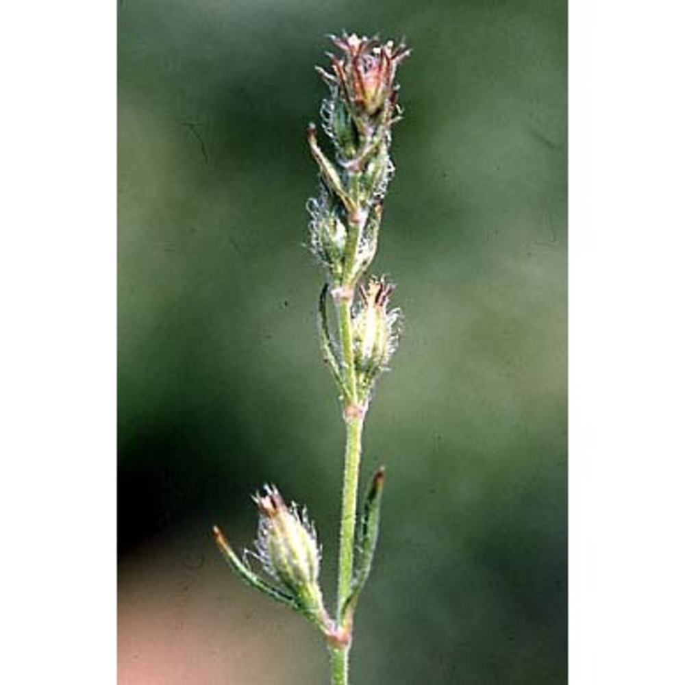 silene gallica l.