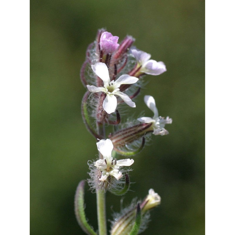 silene gallica l.