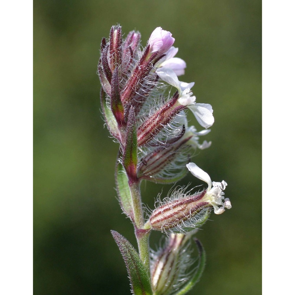 silene gallica l.