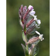 silene gallica l.