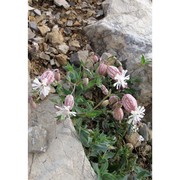 silene glareosa jord.