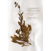 silene ichnusae brullo, de marco et de marco fil.