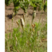 silene inaperta l.