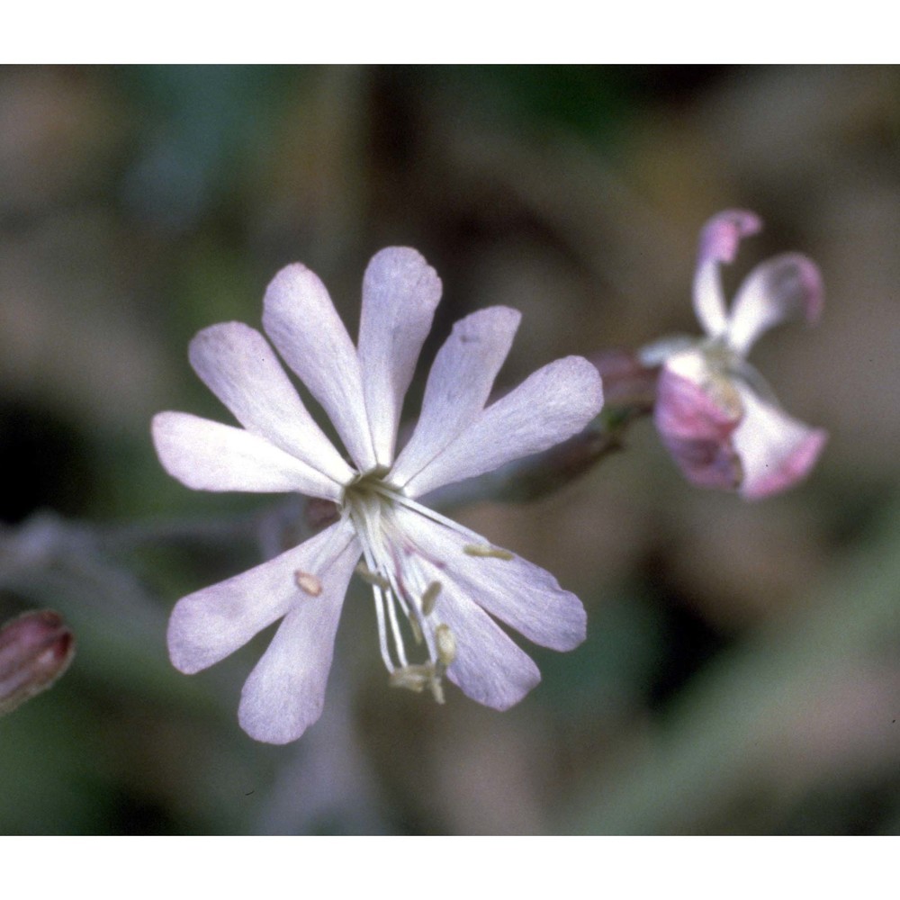 silene italica (l.) pers.