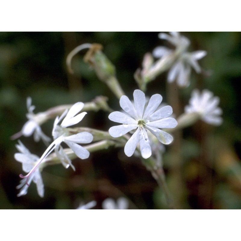 silene italica (l.) pers.