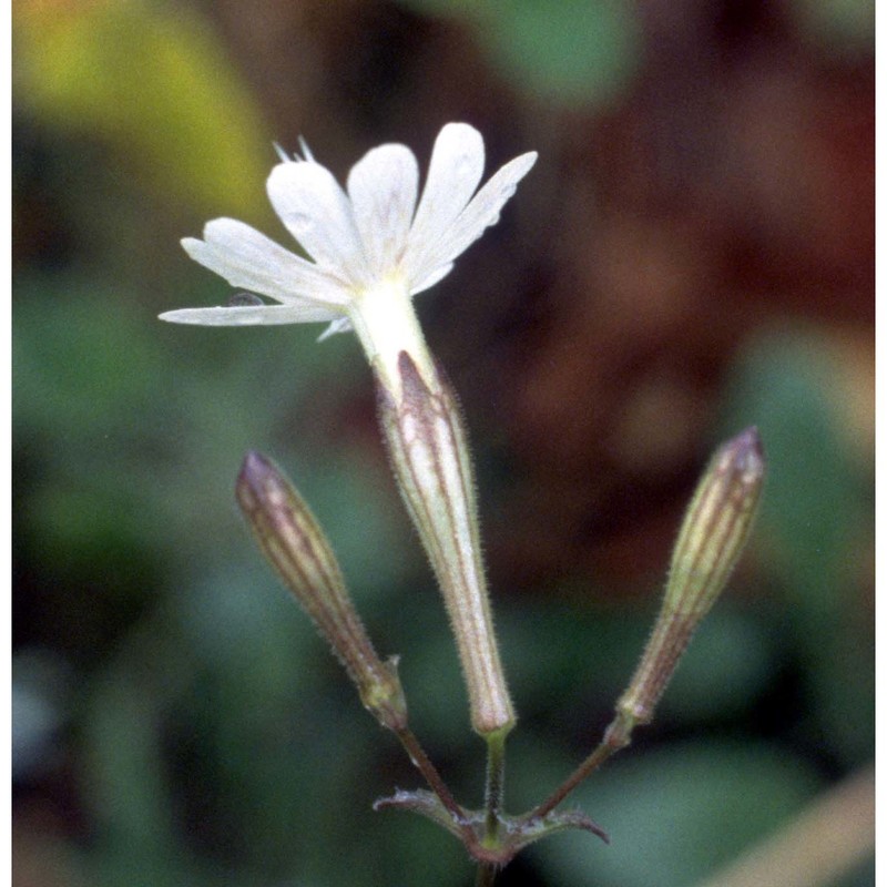 silene italica (l.) pers.