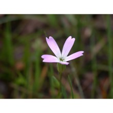 silene laeta (aiton) godr.