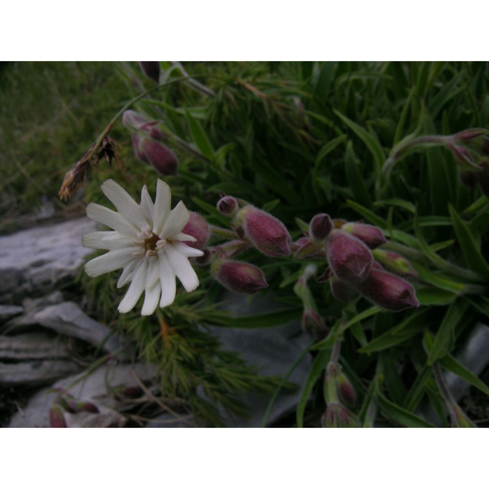 silene lanuginosa bertol.