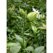 silene latifolia poir.