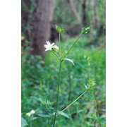 silene latifolia poir.