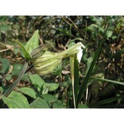 silene latifolia poir.