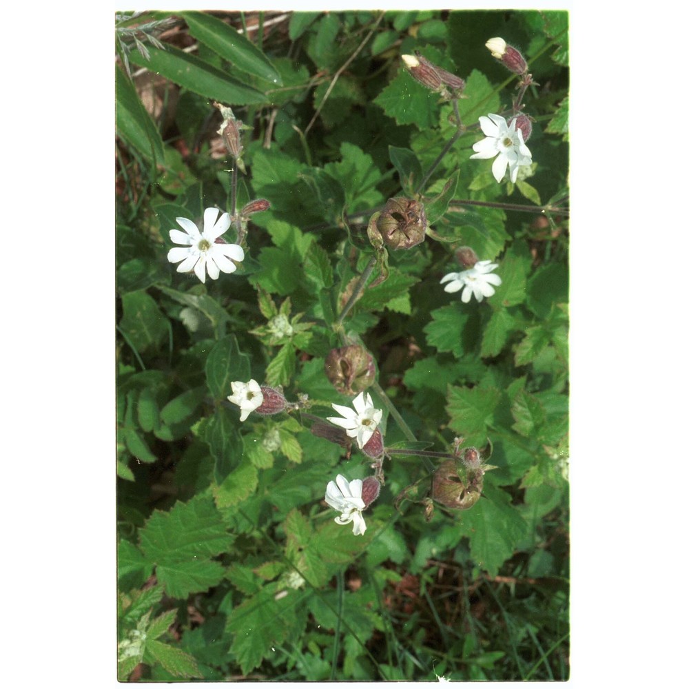 silene latifolia poir.