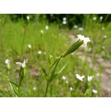 silene linicola c. c. gmel.