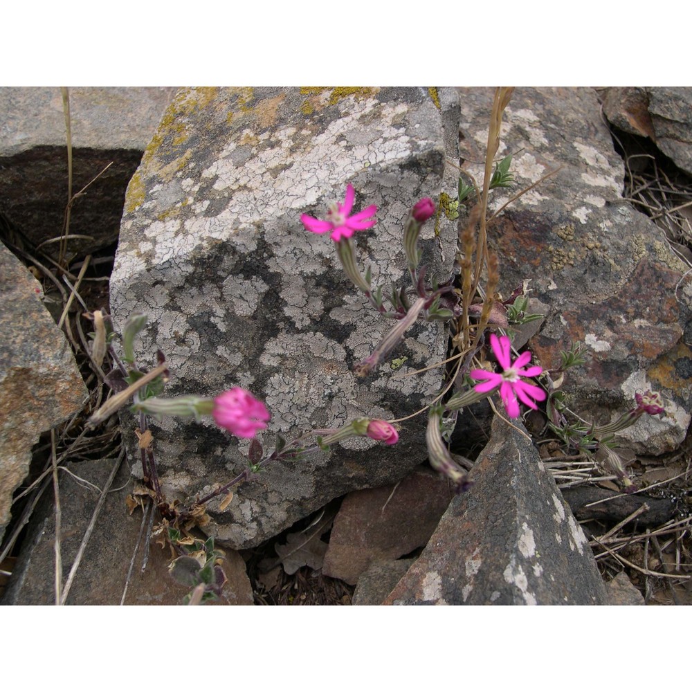 silene morisiana bég. et ravano