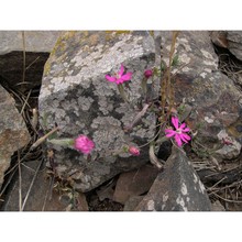 silene morisiana bég. et ravano