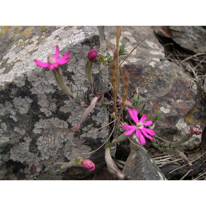 silene morisiana bég. et ravano