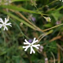 silene multicaulis guss.