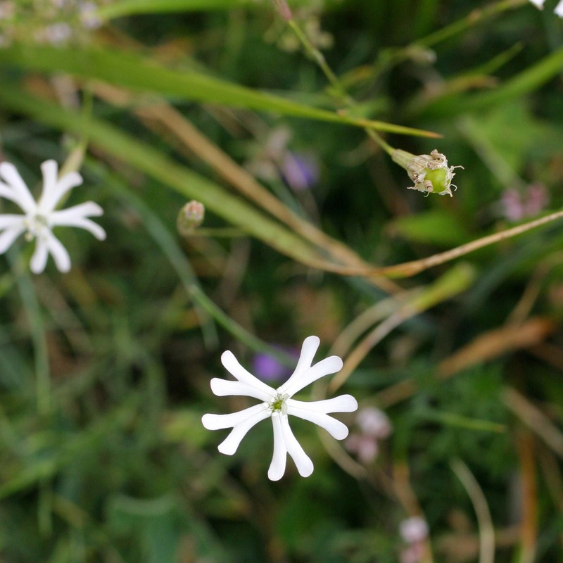 silene multicaulis guss.