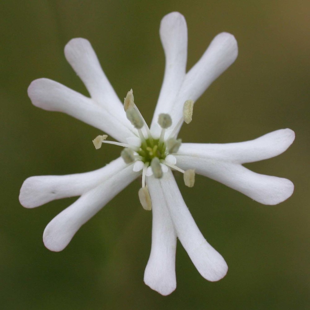 silene multicaulis guss.