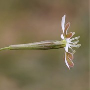 silene multicaulis guss.