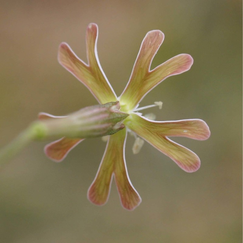 silene multicaulis guss.