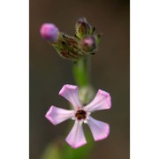 silene neglecta ten.