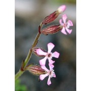 silene neglecta ten.