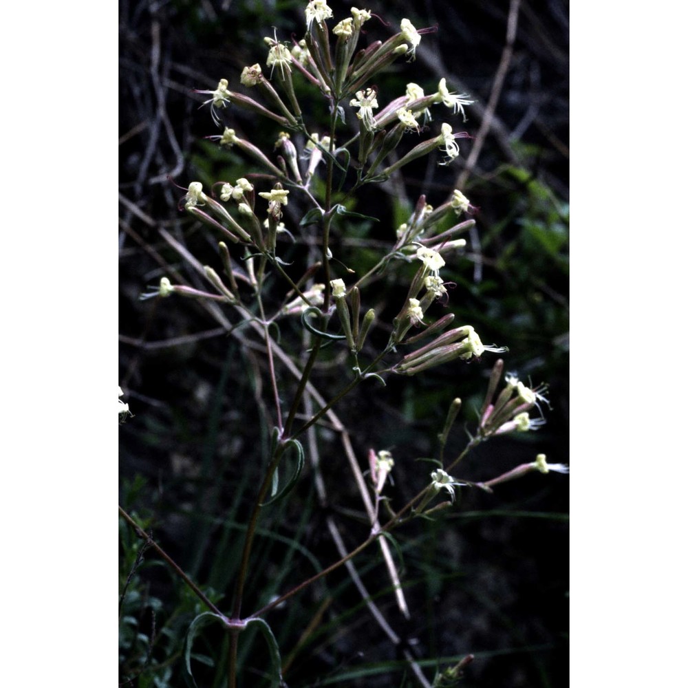 silene nemoralis waldst. et kit.