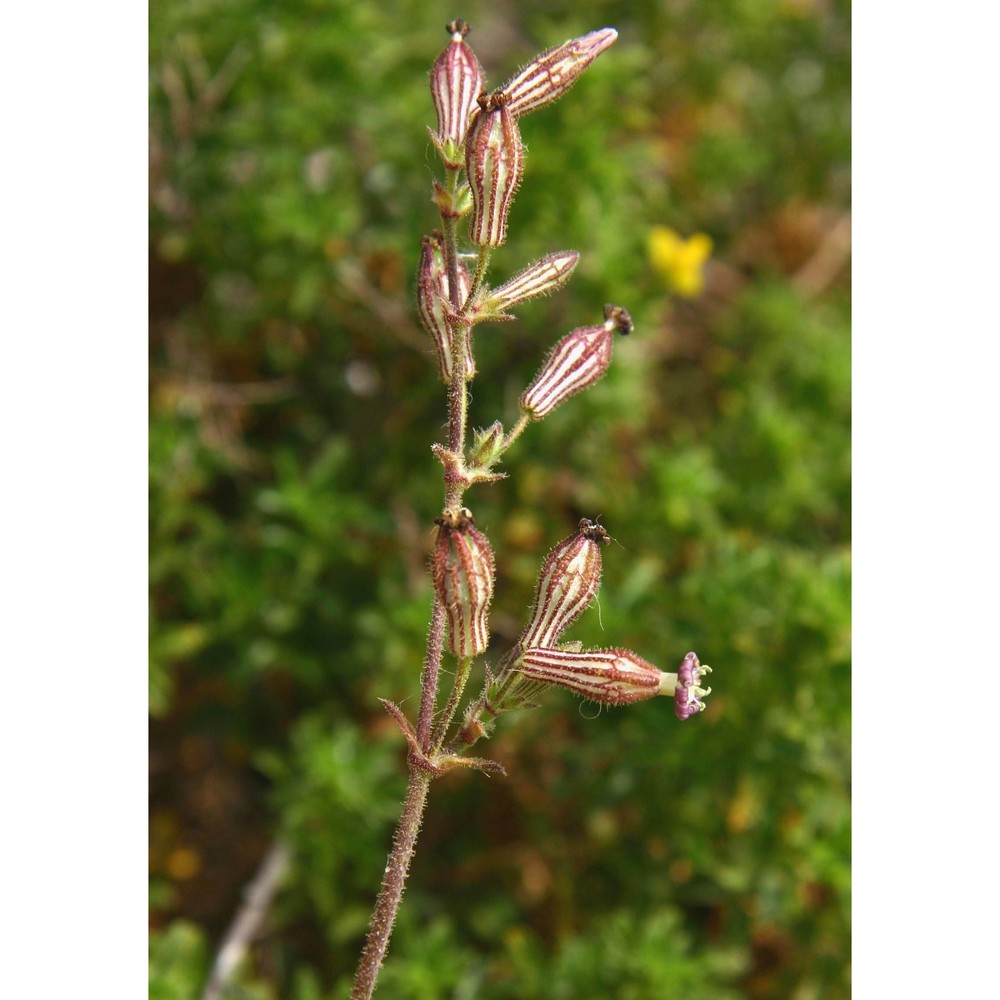 silene nicaeensis all.