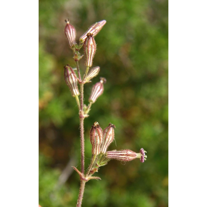 silene nicaeensis all.