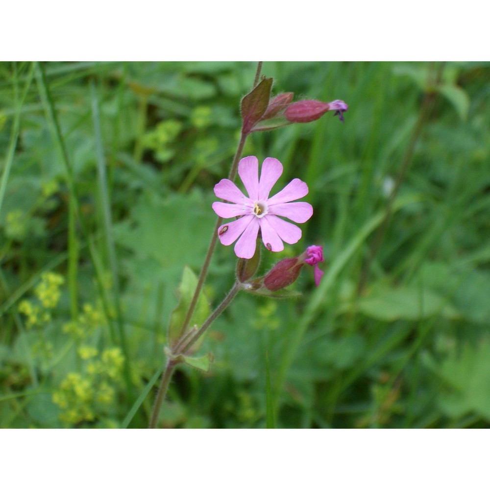 silene noctiflora l.