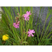 silene noctiflora l.