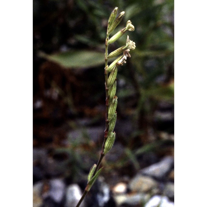 silene nocturna l.