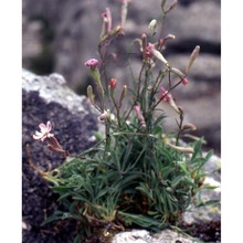 silene nodulosa viv.