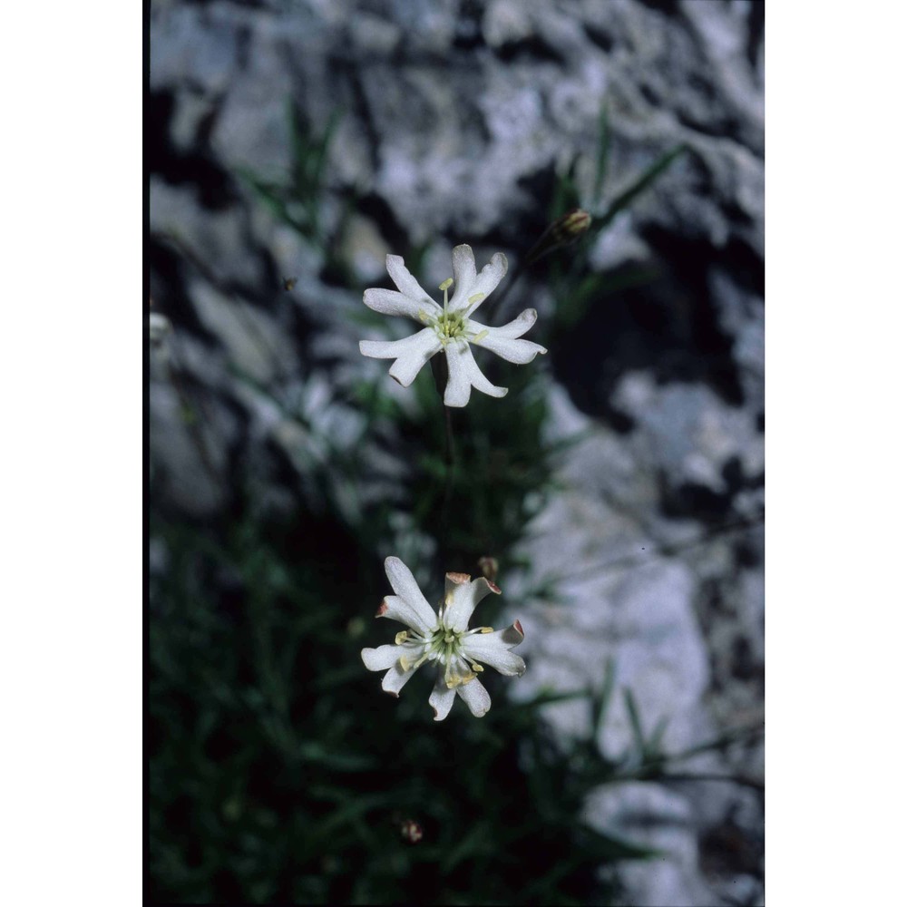 silene notarisii ces.