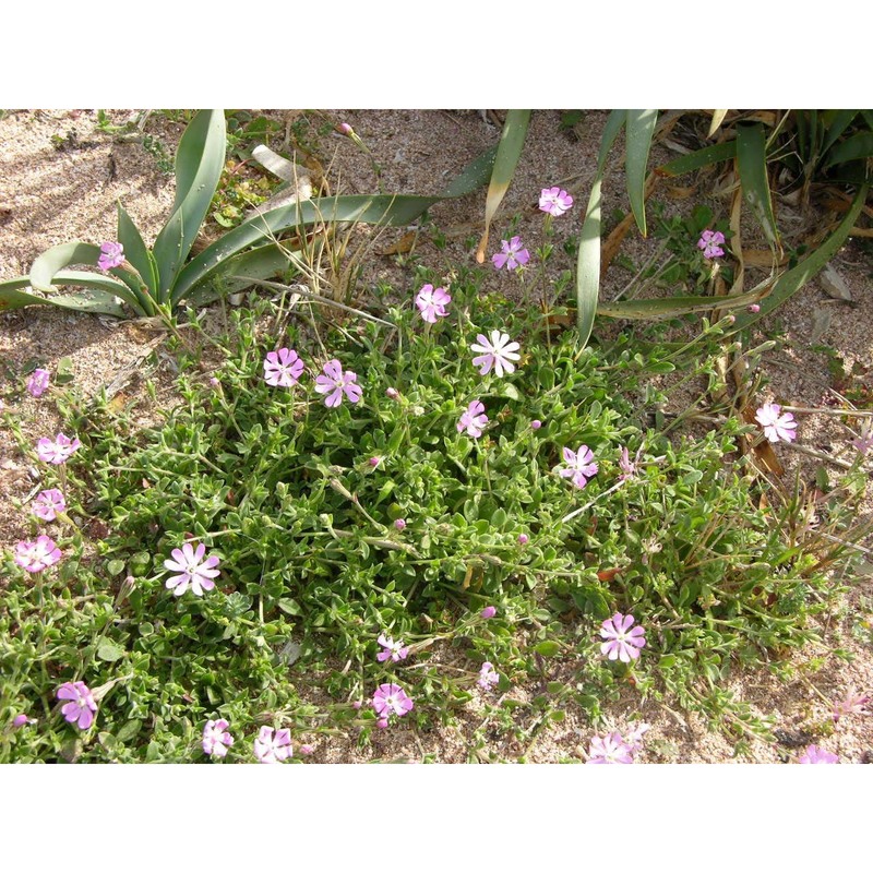 silene nummica vals.