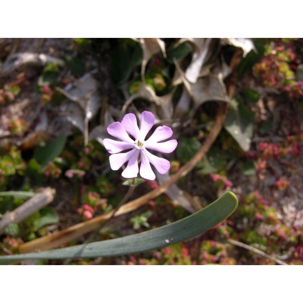 silene nummica vals.