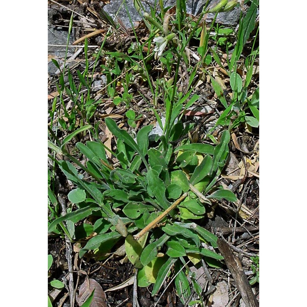 silene oenotriae brullo