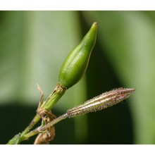 silene paradoxa l.