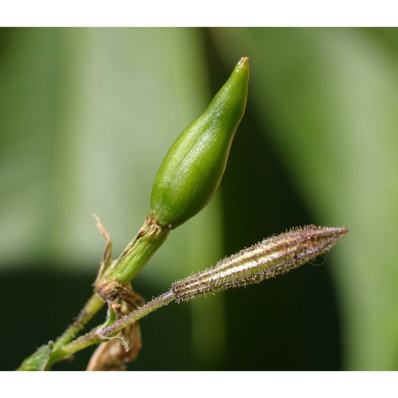 silene paradoxa l.