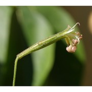 silene paradoxa l.