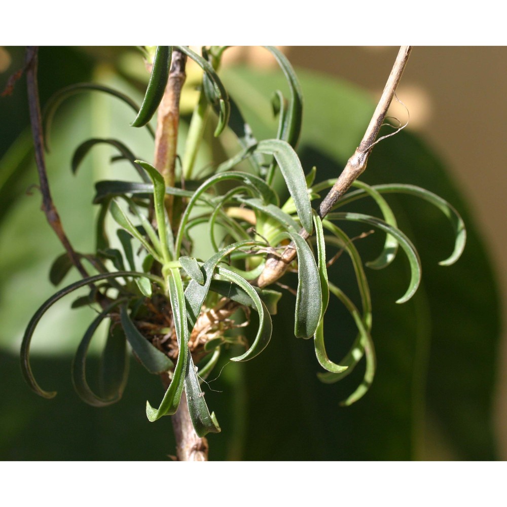 silene paradoxa l.