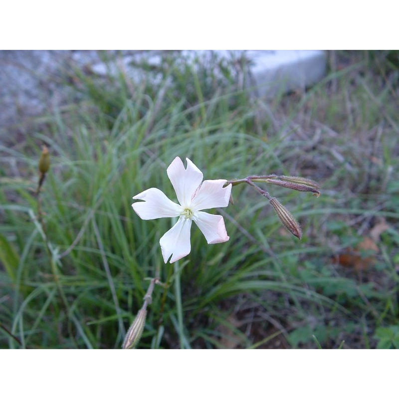 silene paradoxa l.