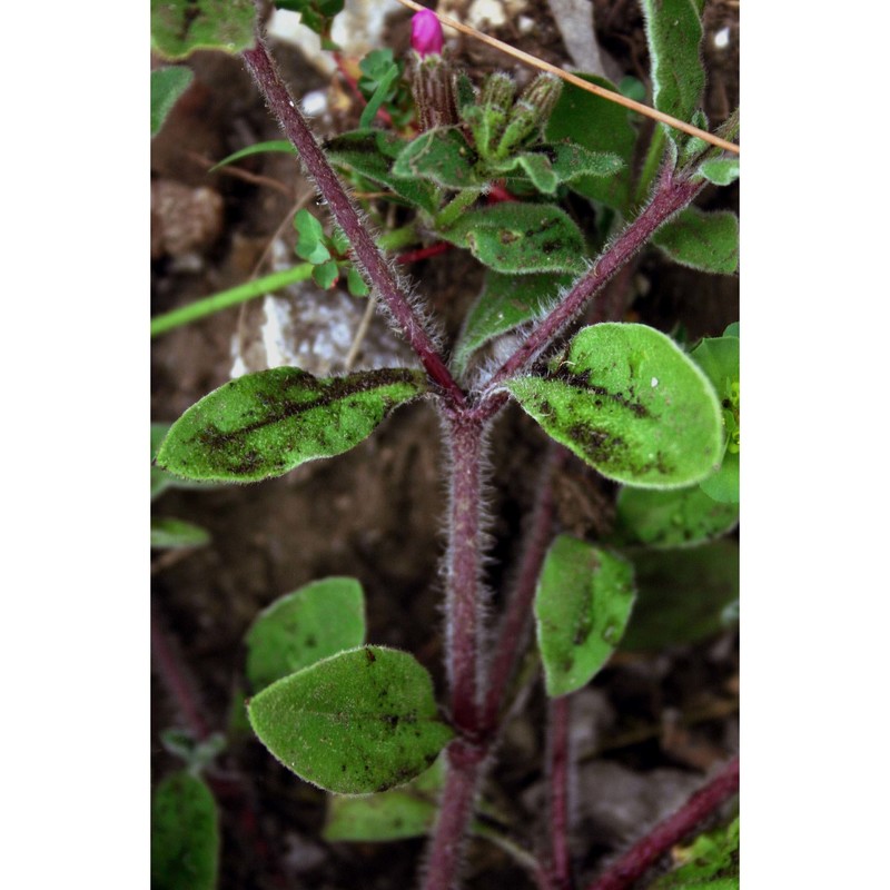 silene pendula l.